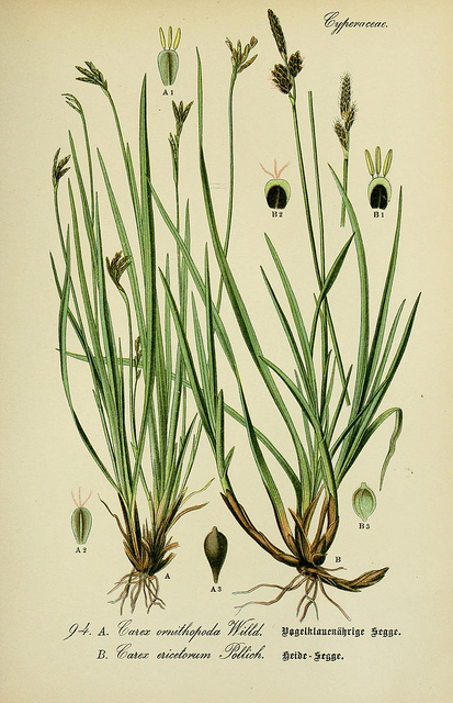 Laiche des bruyères