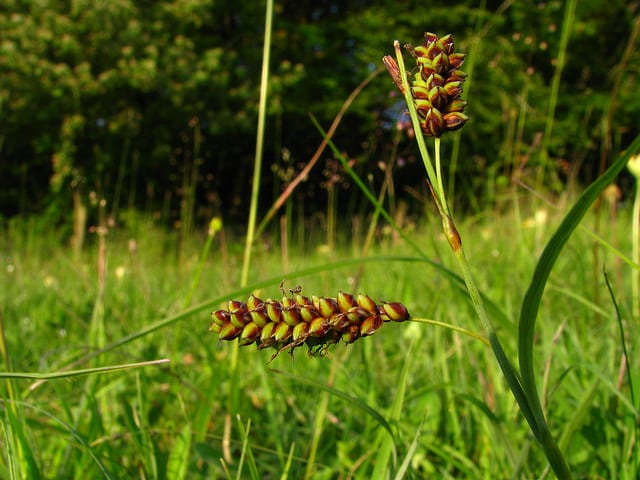 Langue-de-pic (Carex flacca)
