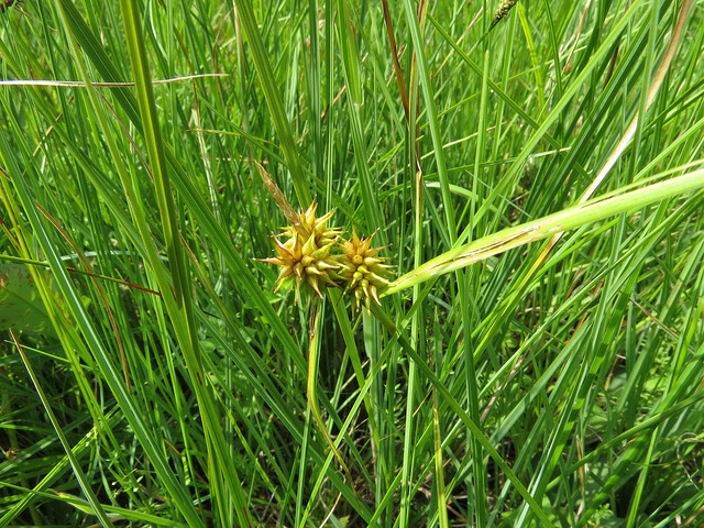 Laiche jaunâtre (Carex flava)