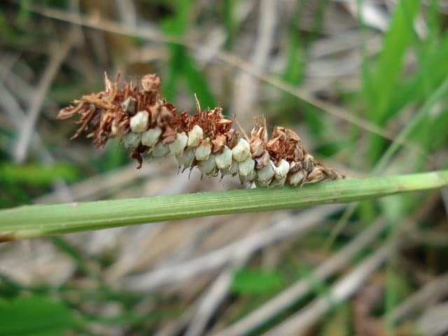 Carex glaucescens