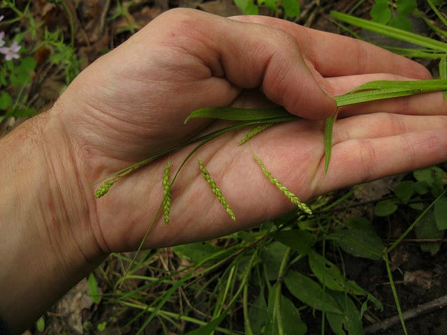 Carex gracillima (Carex gracillima)