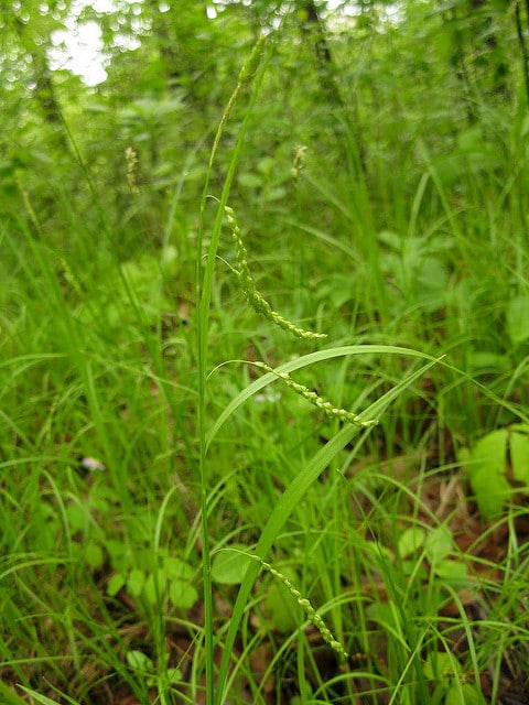 Carex gracillima