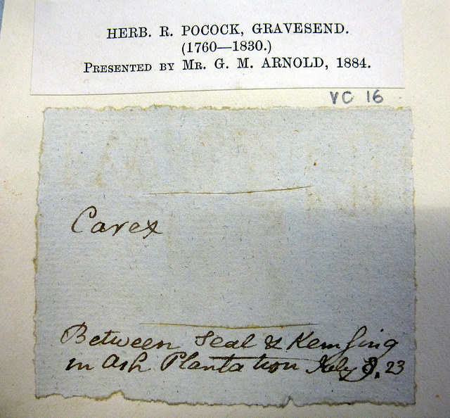 Laiche hérissée (Carex hirta)