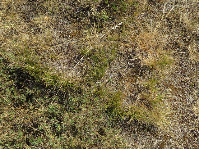Laîche humble (Carex humilis)