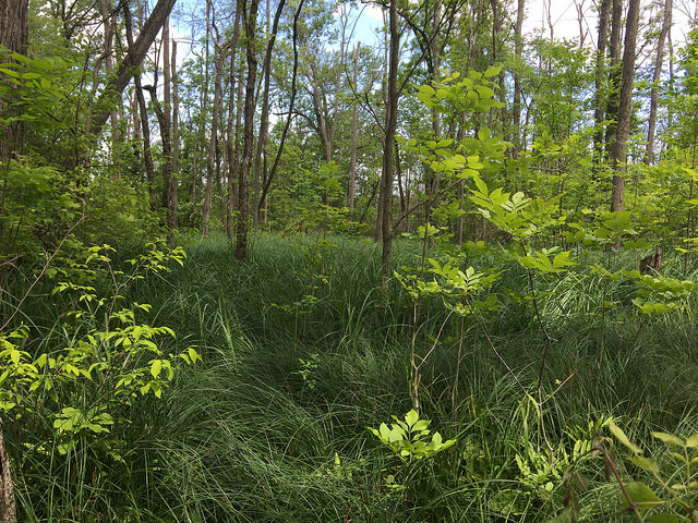Carex lacustris (Carex lacustris)