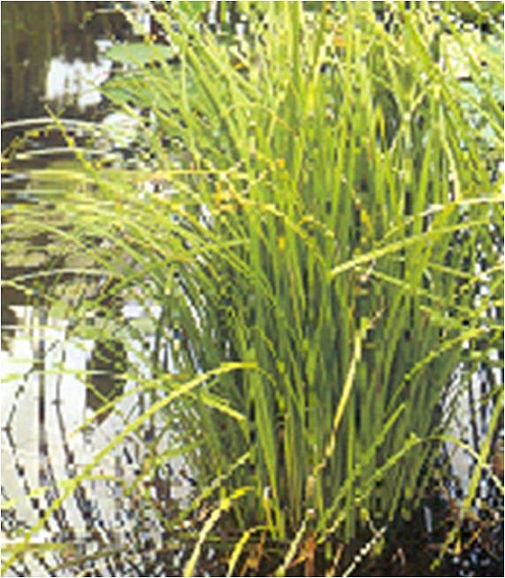 Carex lacustris