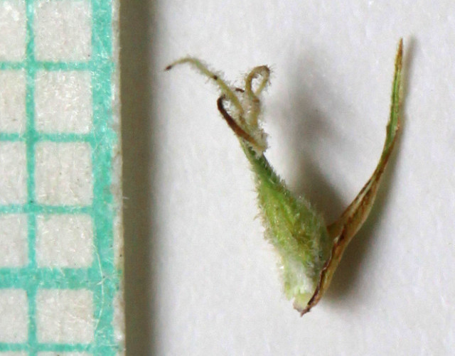 Laîche à utricules velus (Carex lasiocarpa)