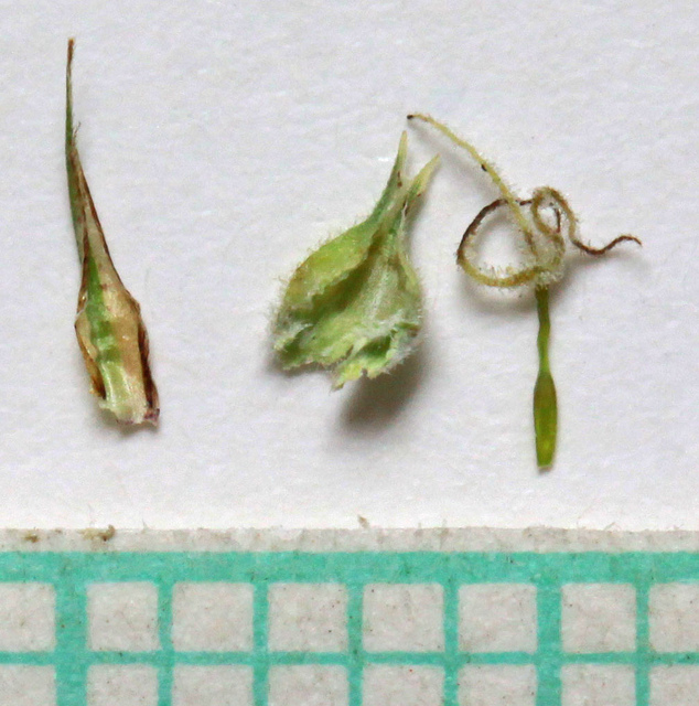 Laîche à utricules velus