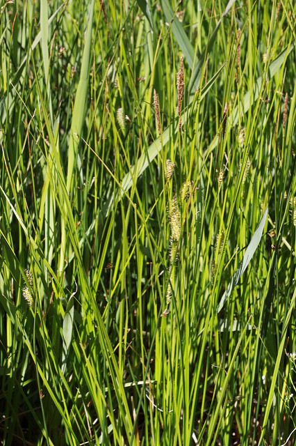 Laîche à utricules velus