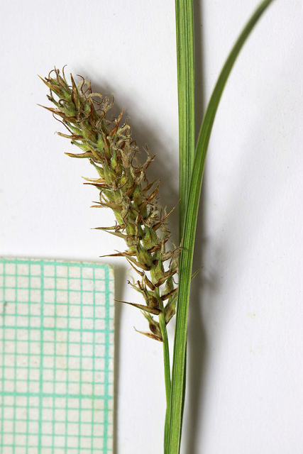 Laîche à utricules velus