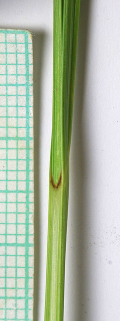 Laîche à utricules velus