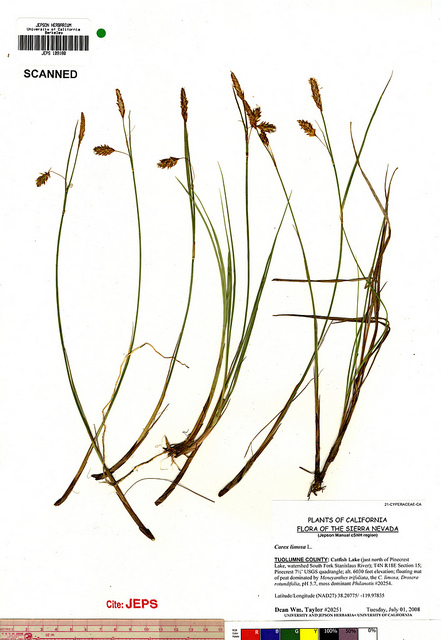 Laiche des bourbiers (Carex limosa)