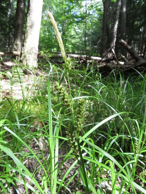Carex lupulina