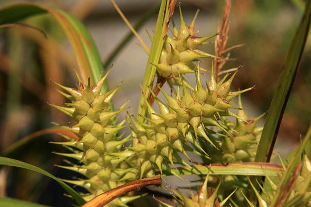 Carex lupulina (Carex lupulina)
