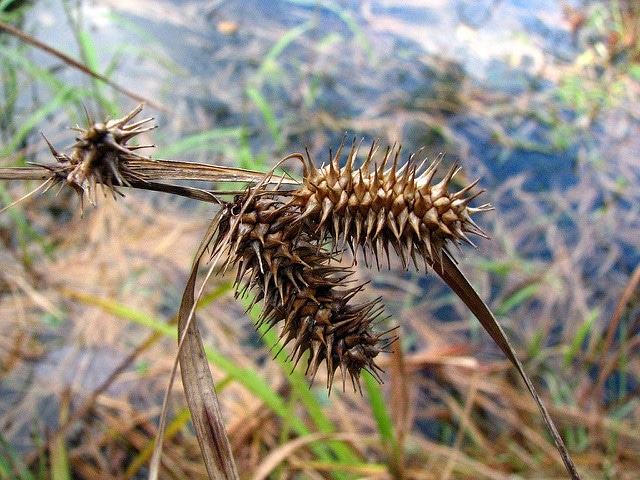Carex lurida