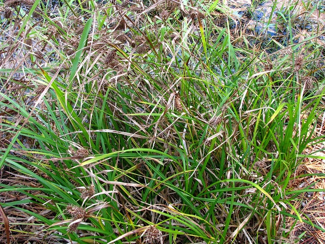 Carex lurida