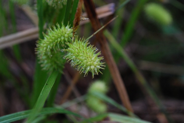 Carex lurida