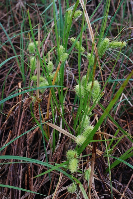 Carex lurida