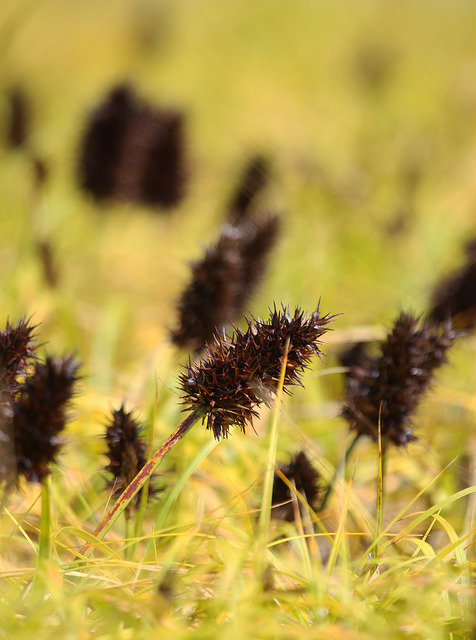 Carex macrocephala