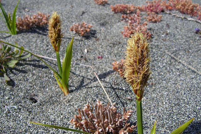 Carex macrocephala