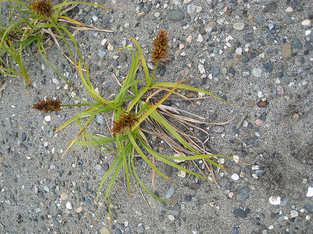 Carex macrocephala (Carex macrocephala)