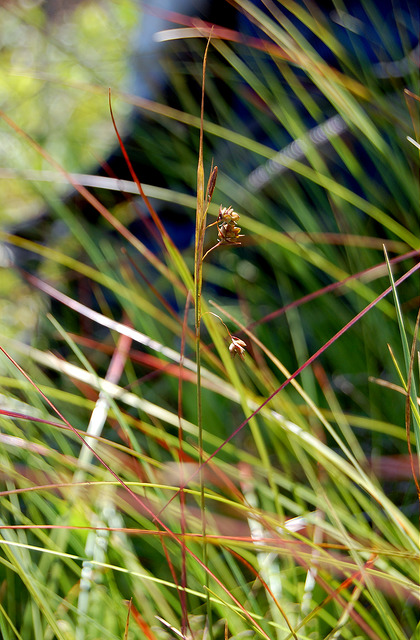 Laiche inondable (Carex magellanica)