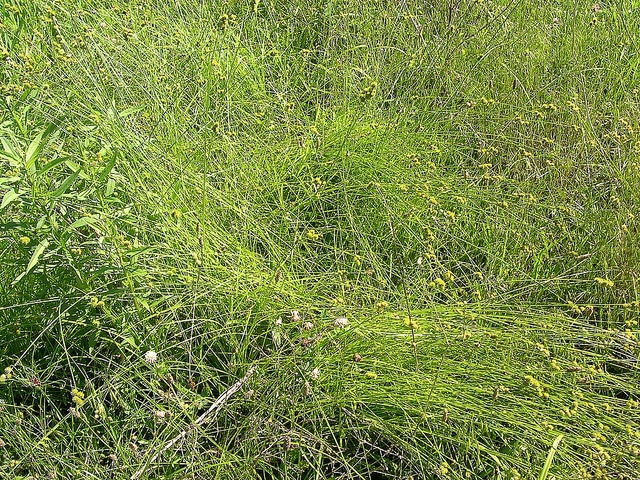 Carex molesta