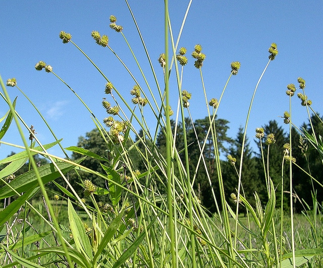 Carex molesta