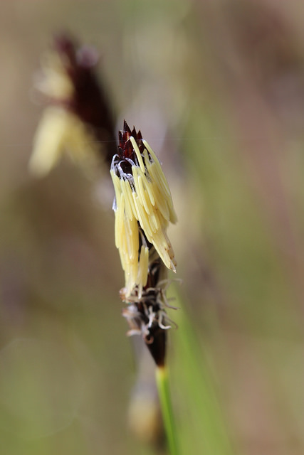 Laiche des montagnes (Carex montana)