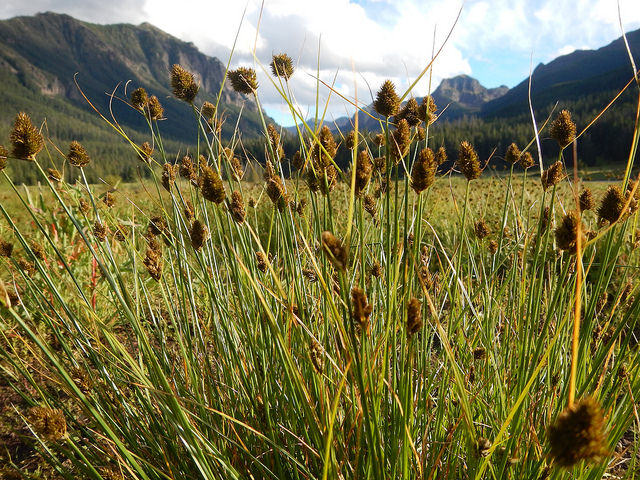 Laiche des montagnes