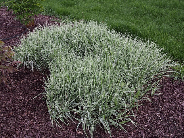 Carex morrowii