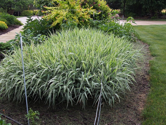 Carex morrowii