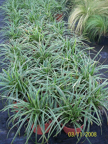 Carex morrowii