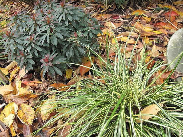 Carex morrowii