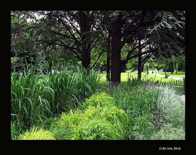 Carex morrowii