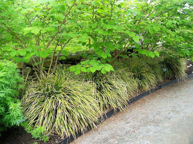 Carex morrowii (Carex morrowii)