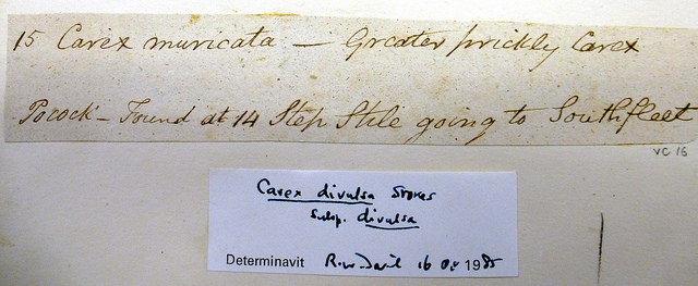 Càrex muricat (Carex muricata)