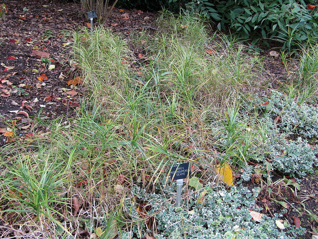 Carex muskingumensis