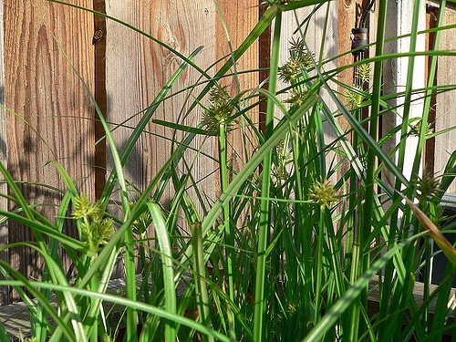 Carex muskingumensis