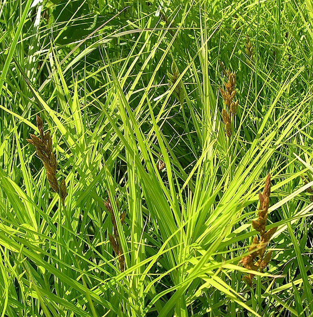 Carex muskingumensis
