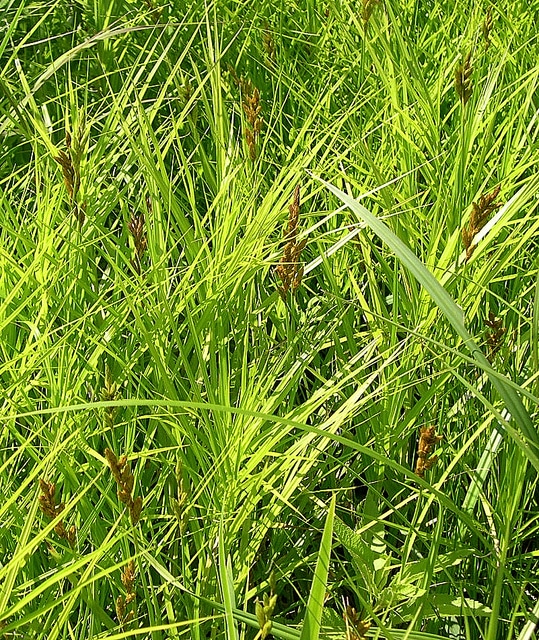 Carex muskingumensis
