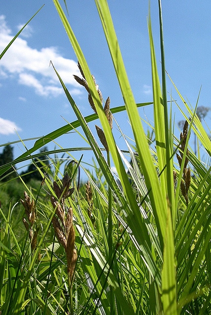 Carex muskingumensis