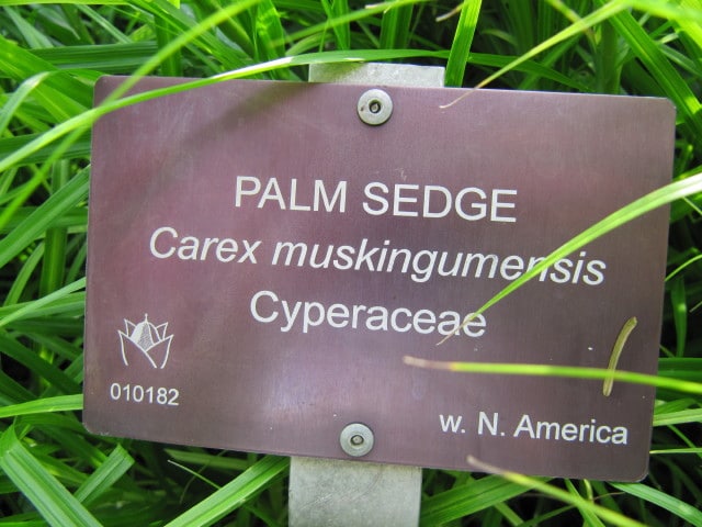 Carex muskingumensis (Carex muskingumensis)