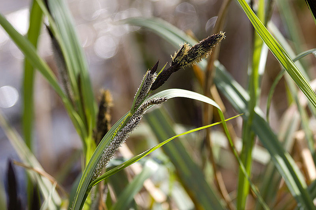 Laiche brune (Carex nigra)