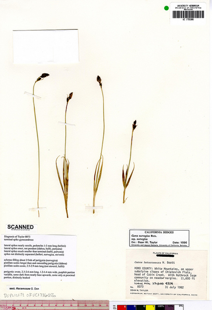 Laiche de norvège (Carex norvegica)