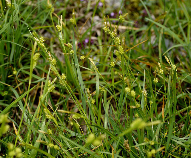Laiche pâle (Carex pallescens)