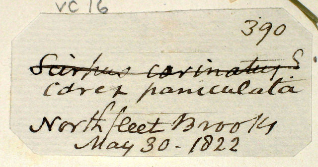 Laîche paniculée (Carex paniculata)