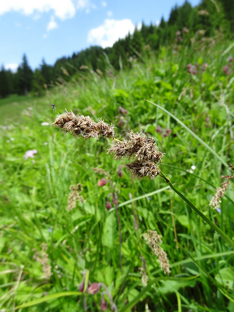 Laîche paniculée