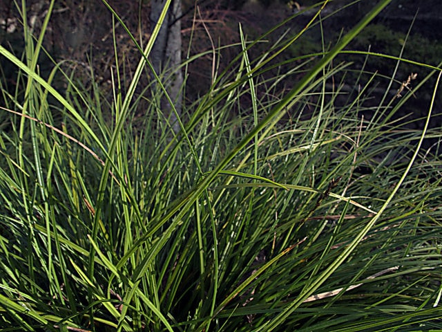 Carex pansa