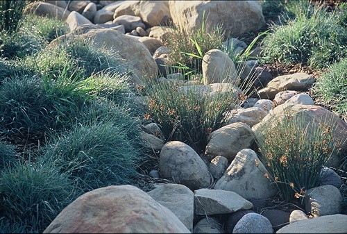 Carex pansa